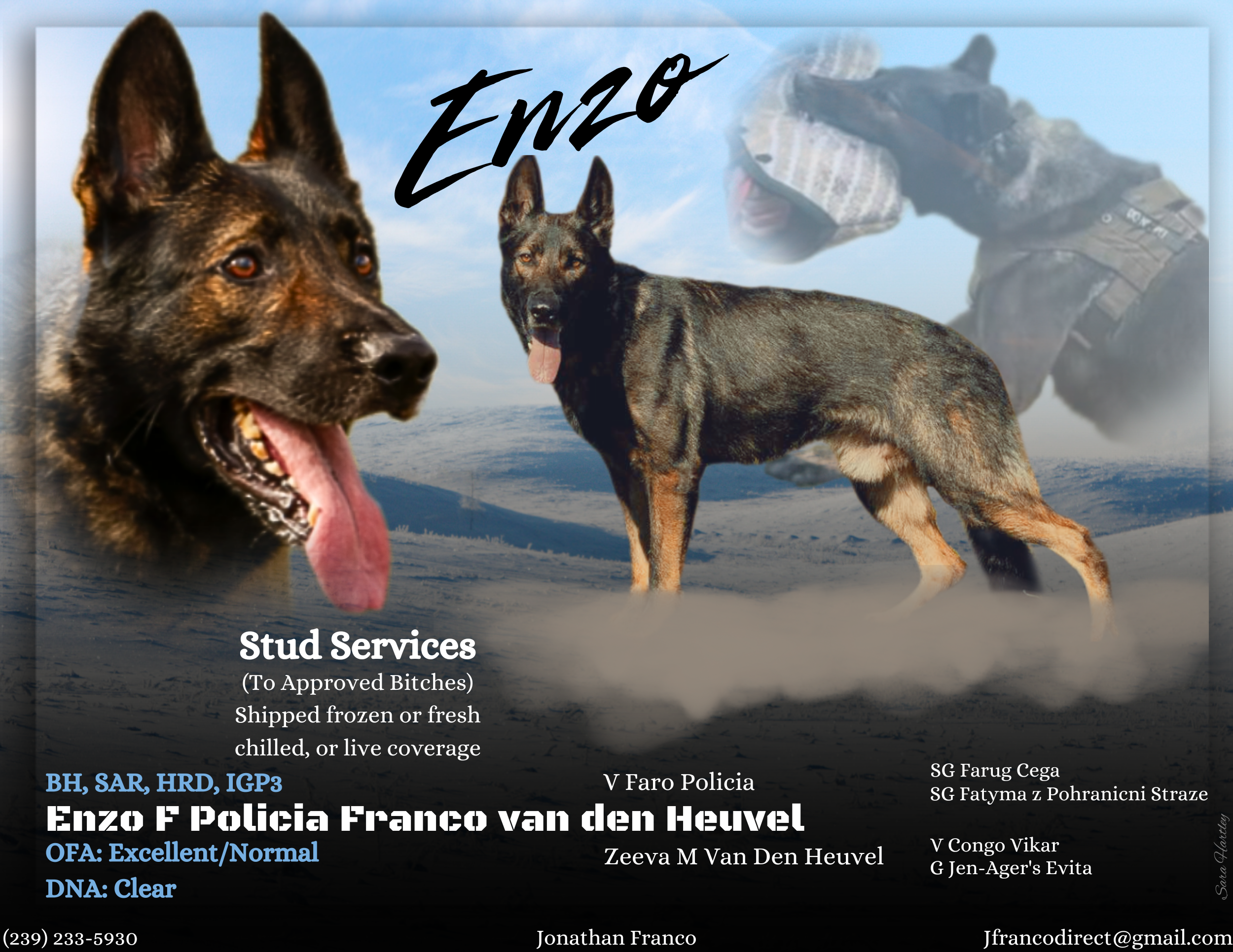 Enzo F Policia Franco van den Heuvel โ Stud Flyer